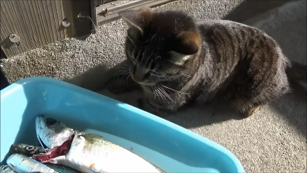 主人钓了一箱鱼回来,家里的猫咪和狗狗有口福了